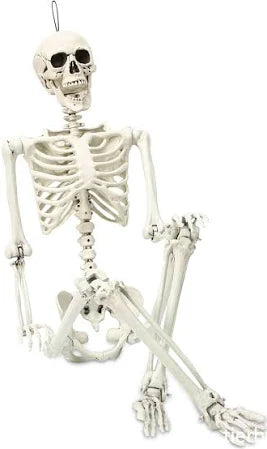 Skeleton